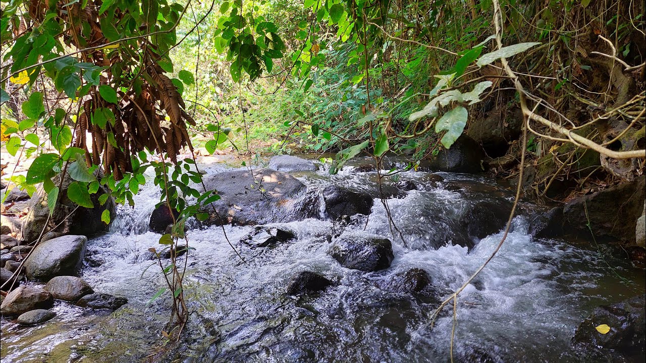 Relax Your Mind Fast | Soothing Stream Sounds With Natural Rock And Leaf Views