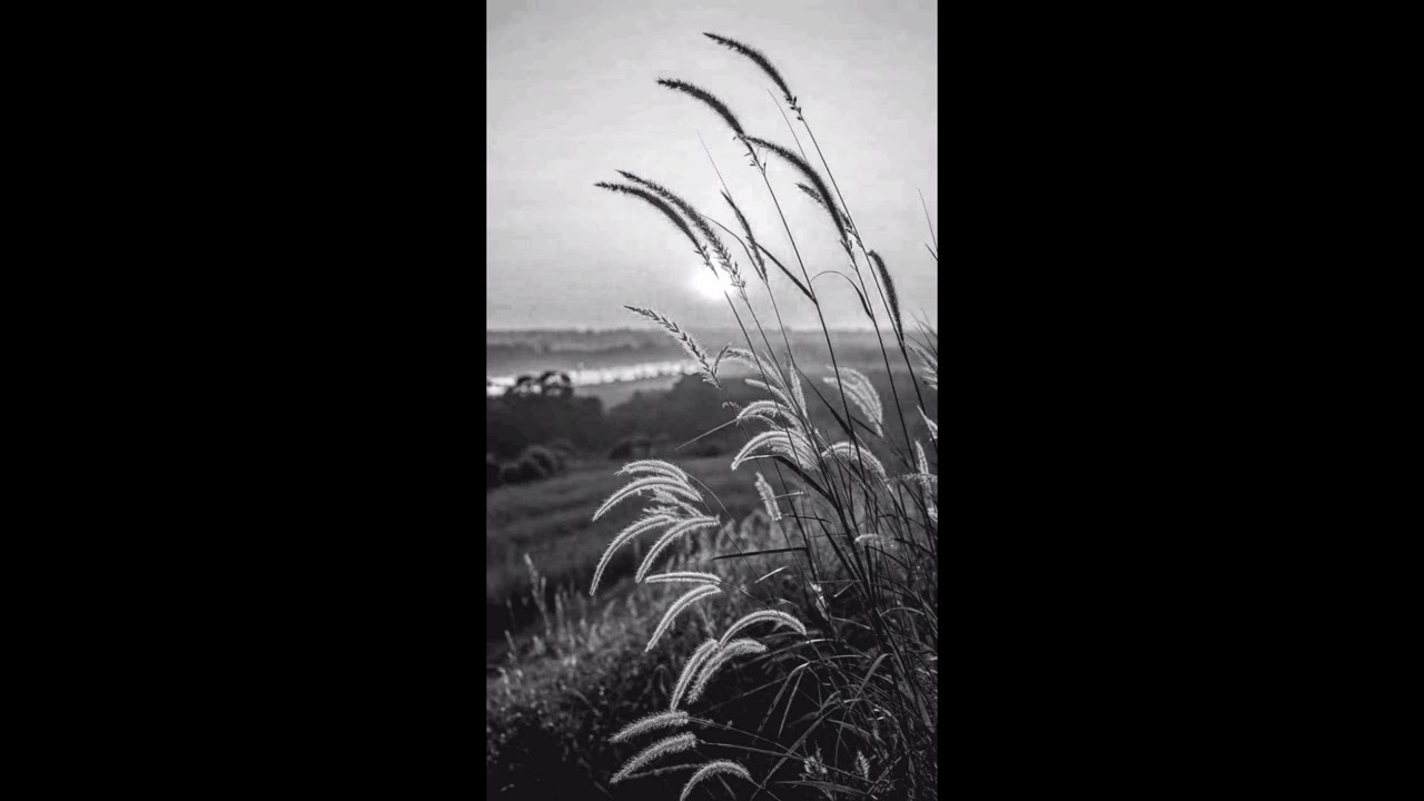 Ещё не сирые деревья без листвы..