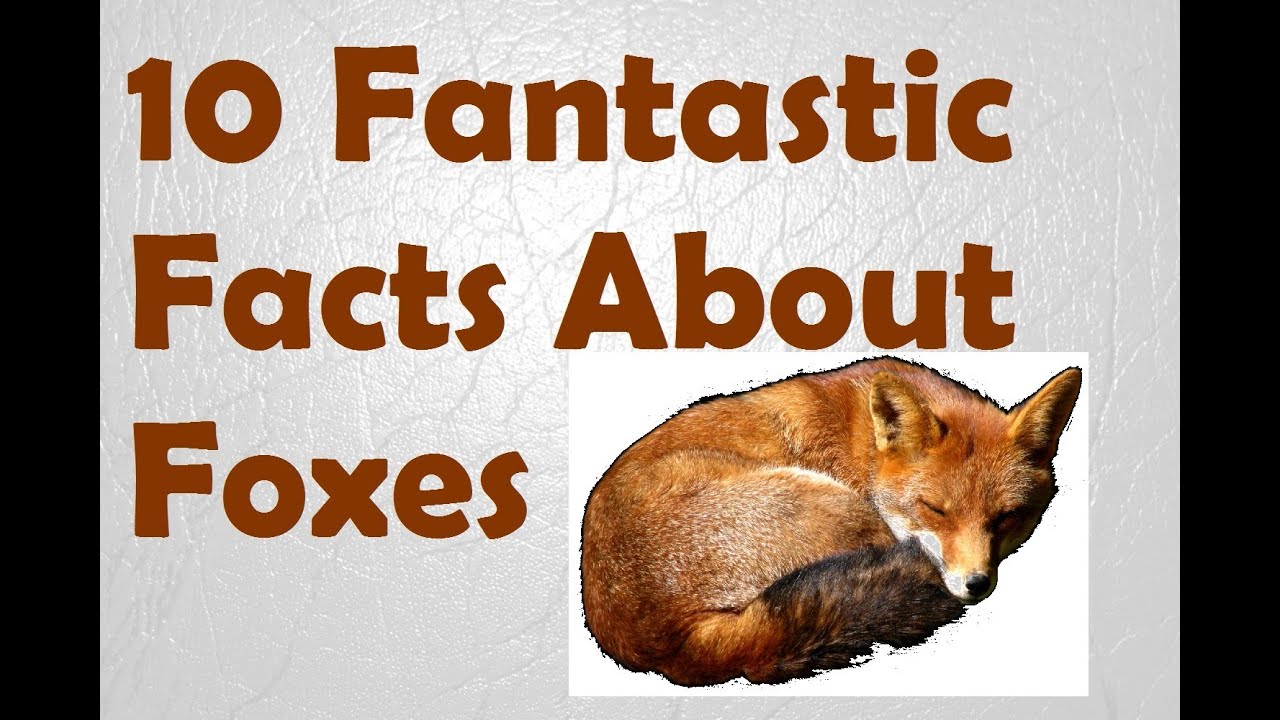 10 Fantastic Facts About Foxes