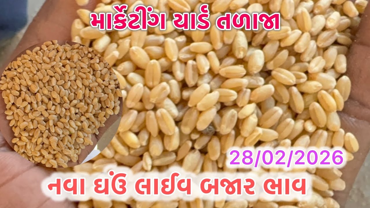 નવા ઘઉં લાઈવ હરાજી તળાજા માર્કેટ યાર્ડ 28/02/2026 #talaja #wheat #rajkot #gondal #botad #market #mp 