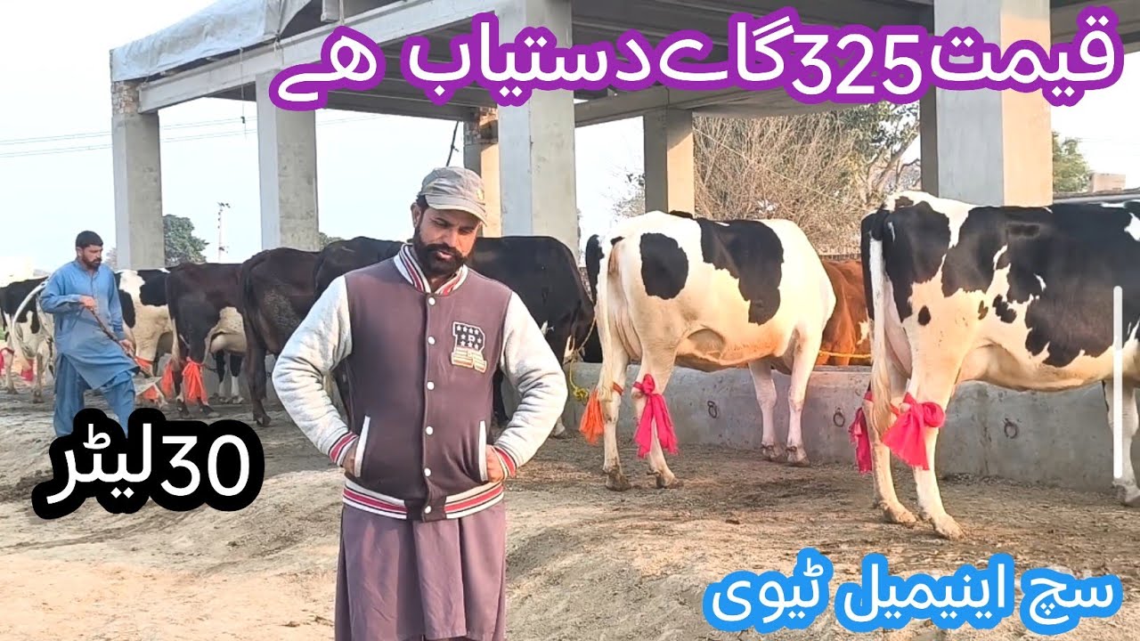 03466152628 | Cholistani cow | Australia cow | Girlando cow | brahman cow | cow