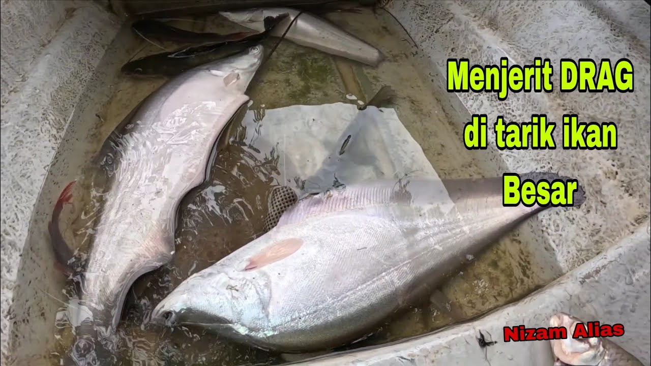 MENJERIT DRAG DITARIK IKAN BESAR