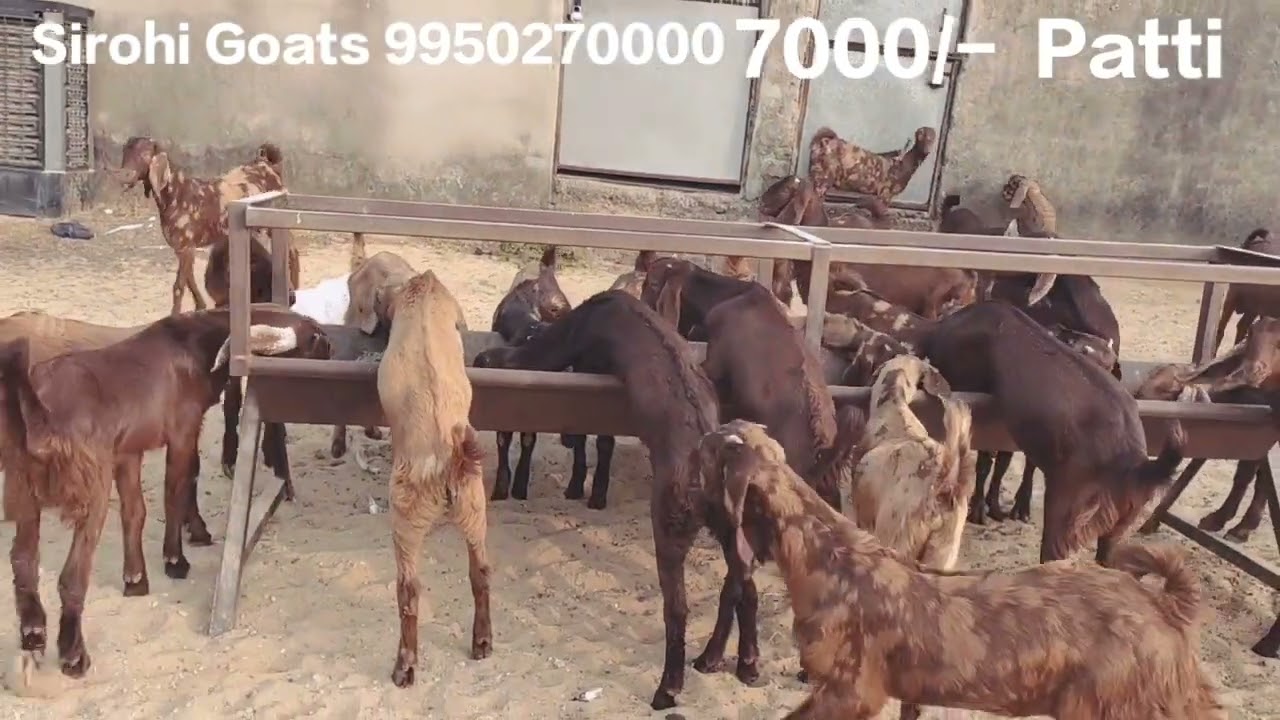 Jay Maa Bhawani Goat Farm 9950270000 #sirohigoats #goats #animal 