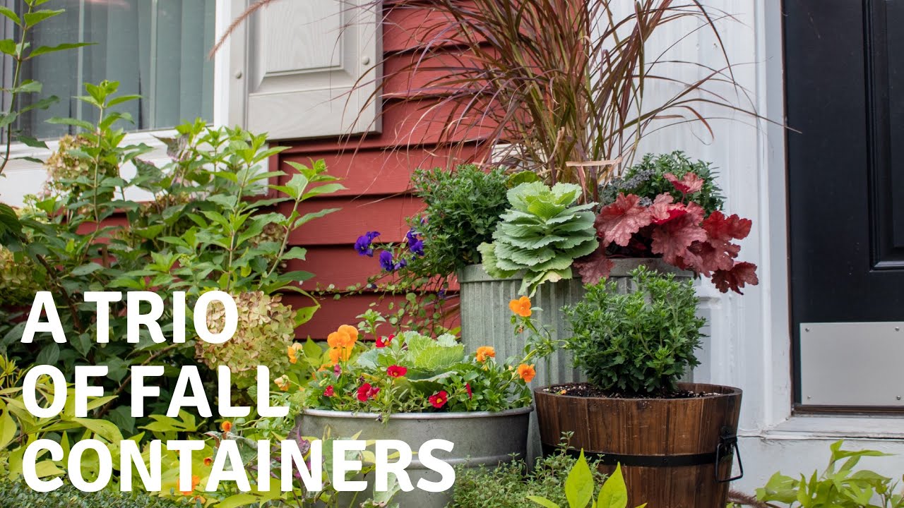 Planting a Trio of Fall Containers with Proven Winners Mums