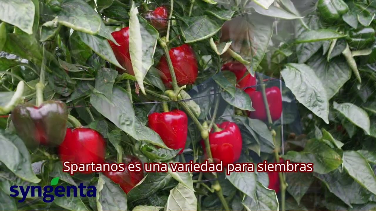 Los pimientos California de Syngenta reinan en el campo