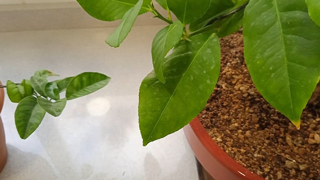 Bonsai de limonero, como reducir el tamaño de hoja.