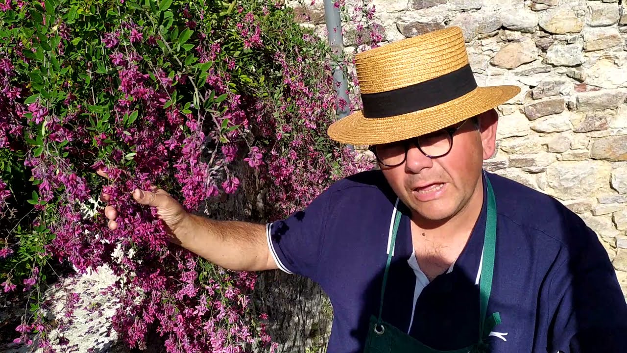 Superbe arbuste  violet en automne : le Lespedeza thumbergii