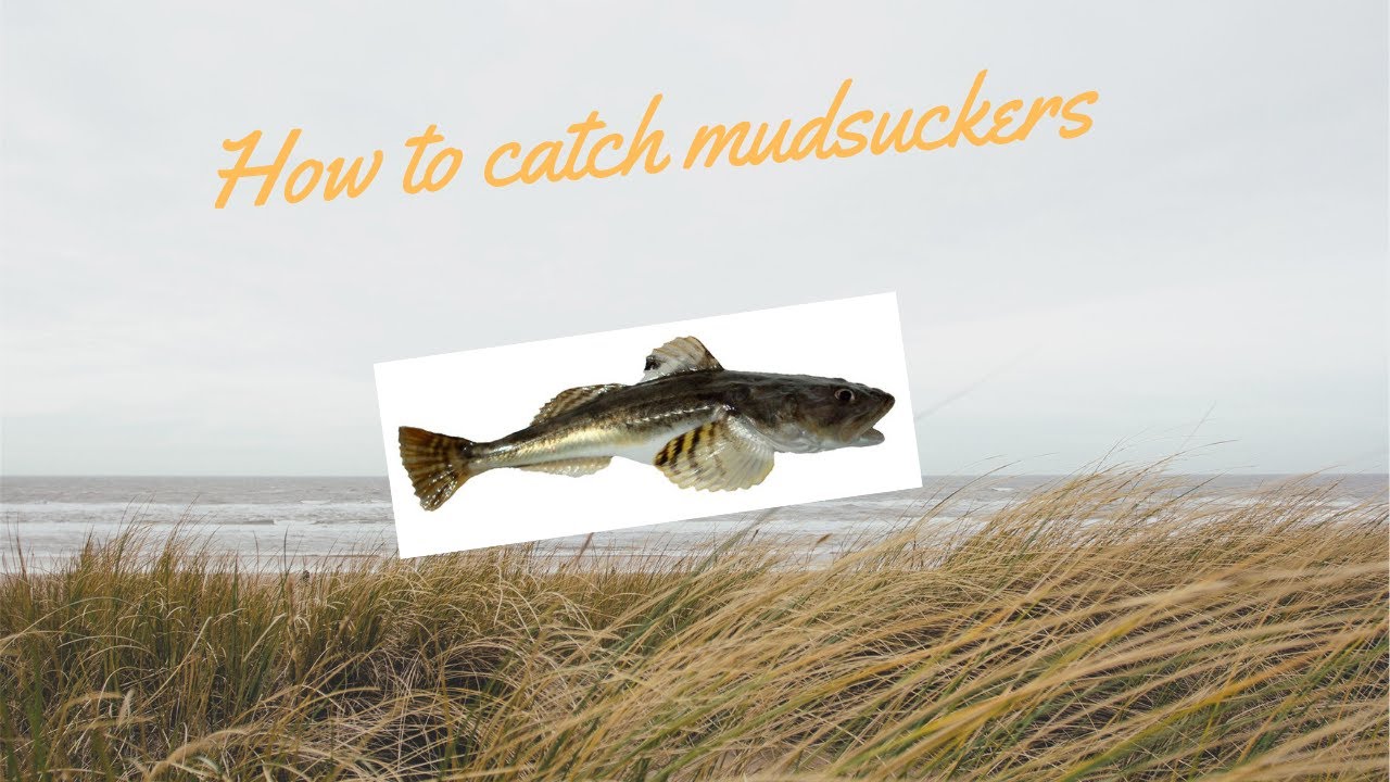 How I catch Mudsuckers for Fishing San Pablo Bay