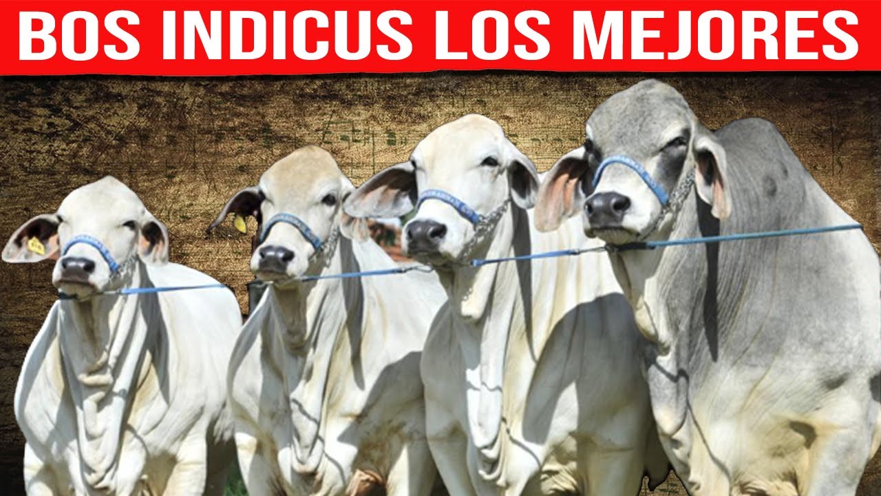 🔴 Bos Indicus ✅