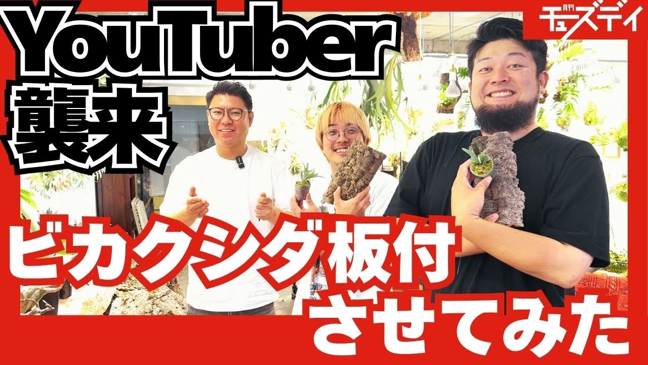 月チューメンバーがビカクシダ専門店Botanical Mafiaで初のビカク選び！はじめてのコルクを使った板付もさせてみた【月刊チューズデイコラボ】