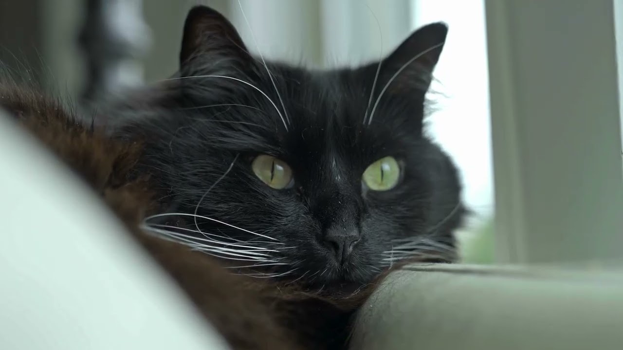 Kitty Takeover - Official Music Video