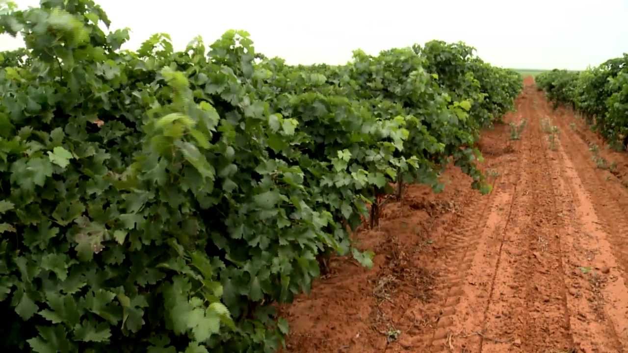 A 'Grape'  Year