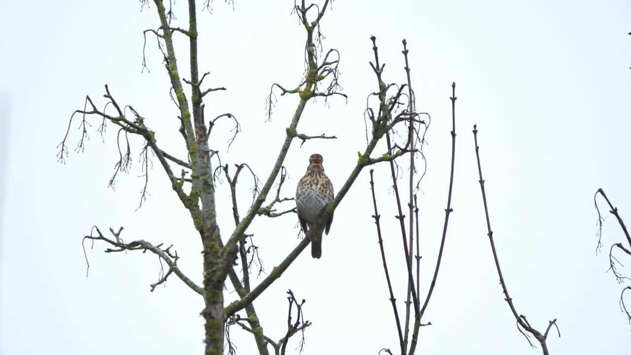 Song Thrush at RSPB Middleton Lakes on 01/02/2026