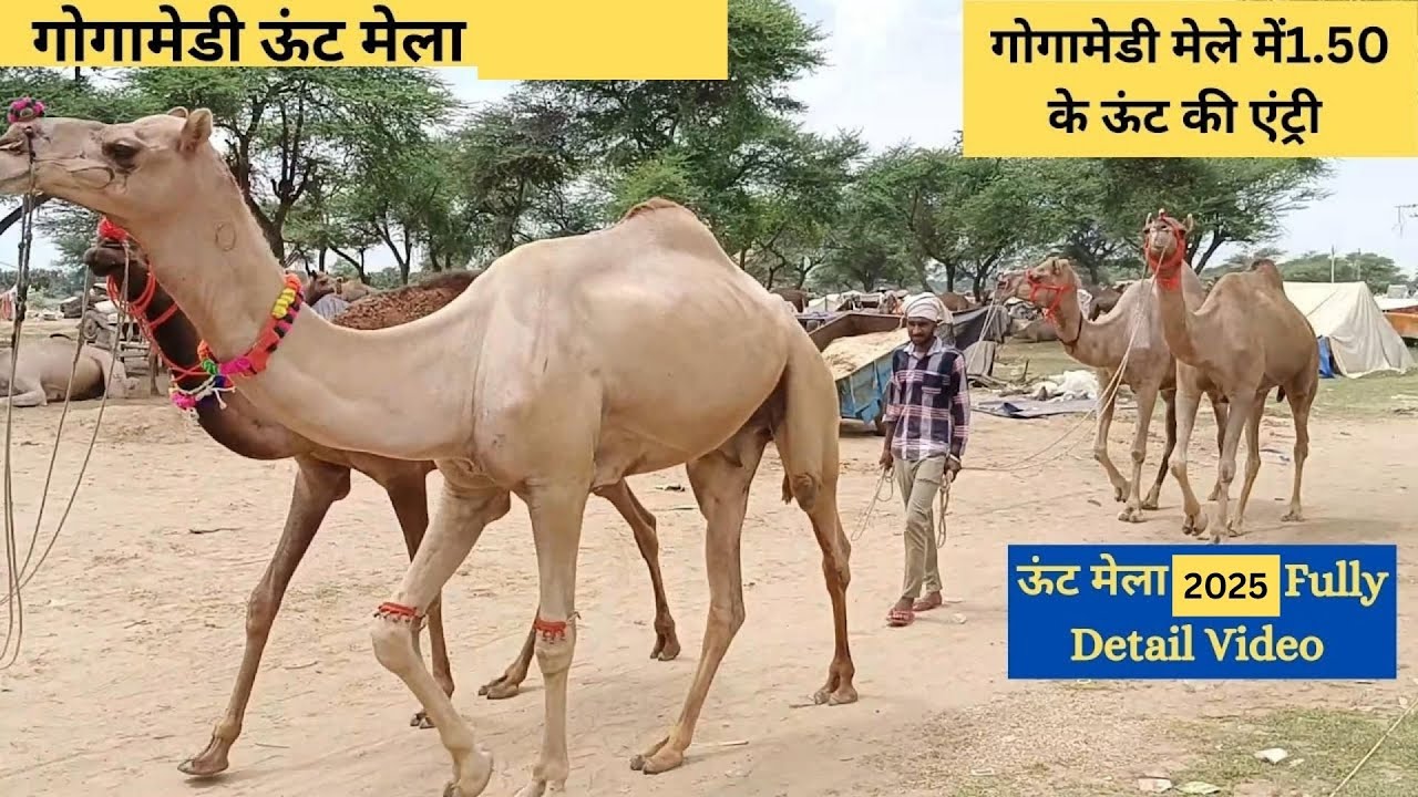 gogamedi  गोगामेडी मेला 2025 rajasthan । गोगामेडी ऊंट मेला 2025🐪गोगामेड़ी आ गये यहाँ ऊँट ही ऊँट🐪