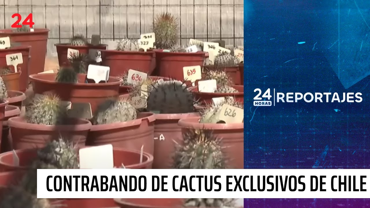 24 Horas Reportajes: millonario contrabando de cactus exclusivos de Chile | 24 Horas TVN Chile