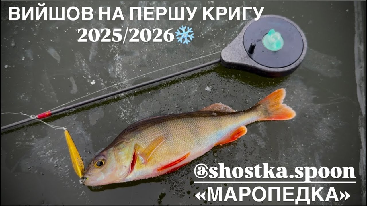 ЗИМНЯЯ РЫБАЛКА ИЗ КЛЕГА 2025-2026❄️|ОКУНЬ НА БЛЕШНУЮ ОТ SHOSTKA.SPOON МАРОПЕДКА