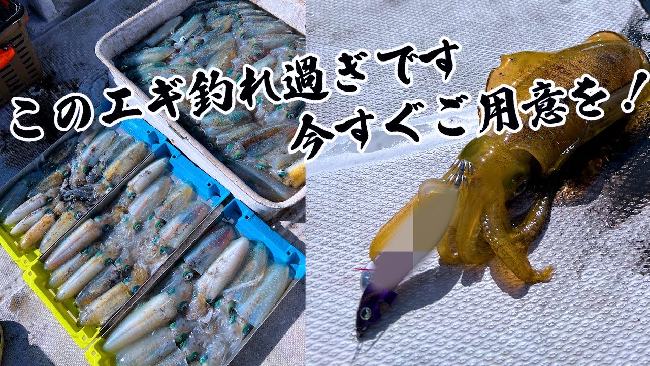 Vol.29【ティップランエギング】福井県敦賀市 レンタルボート釣行　1人で35杯！！爆釣エギはこれ！これさえあれば誰でも釣れる？！