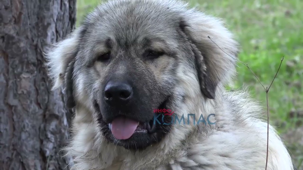 Ревија на изворни македонски шарпланинци и коњи во Крушево