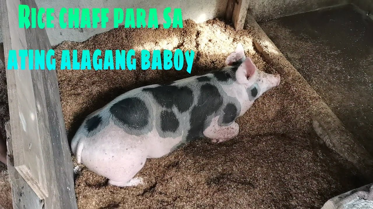 Pag gamit ng ipa ng palay sa kulungan ng baboy. | Rice chaff as deep bedding for pigs.