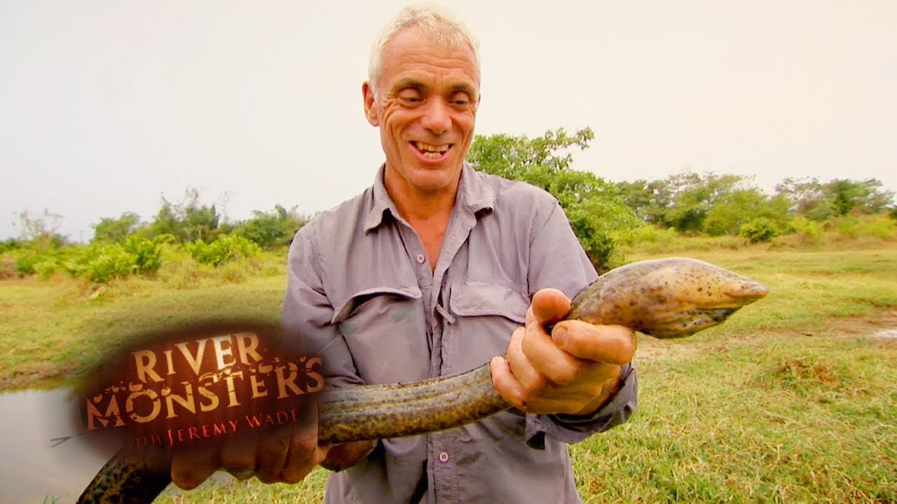The Difference Between Eels & Elongated Fish | EELS | River Monsters