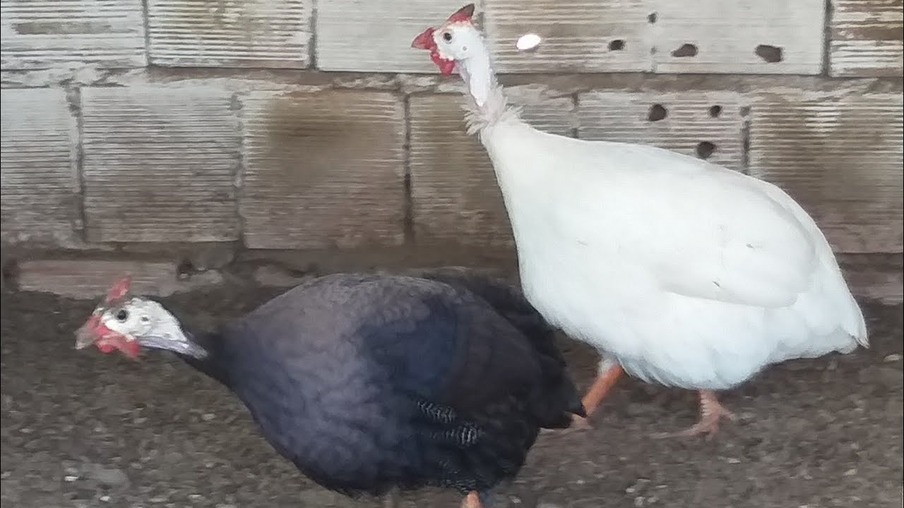 Galinhas D'Angola Preta e Branca, Fim do Ano Muitos Ovos se Deus Quiser.