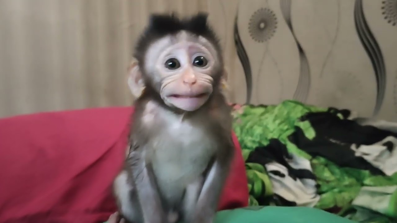 MONPAI DI BERMAIN DI KAMAR