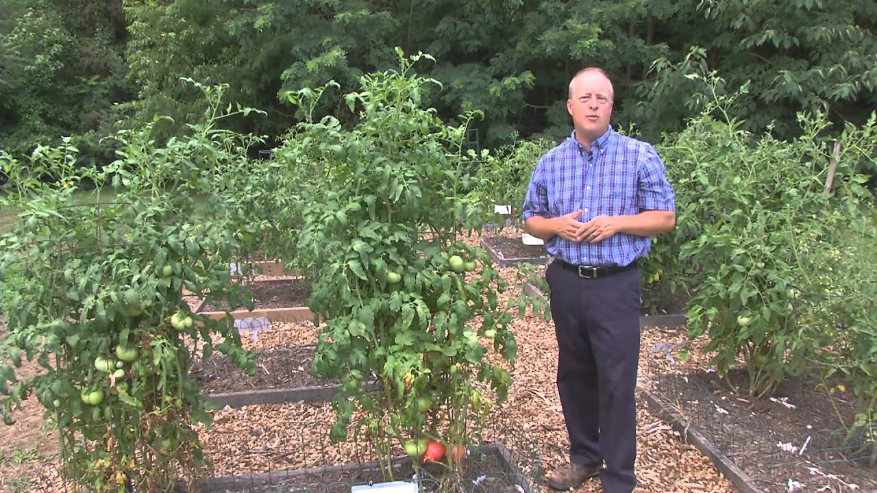 From the Ground Up - Heirloom Tomatoes