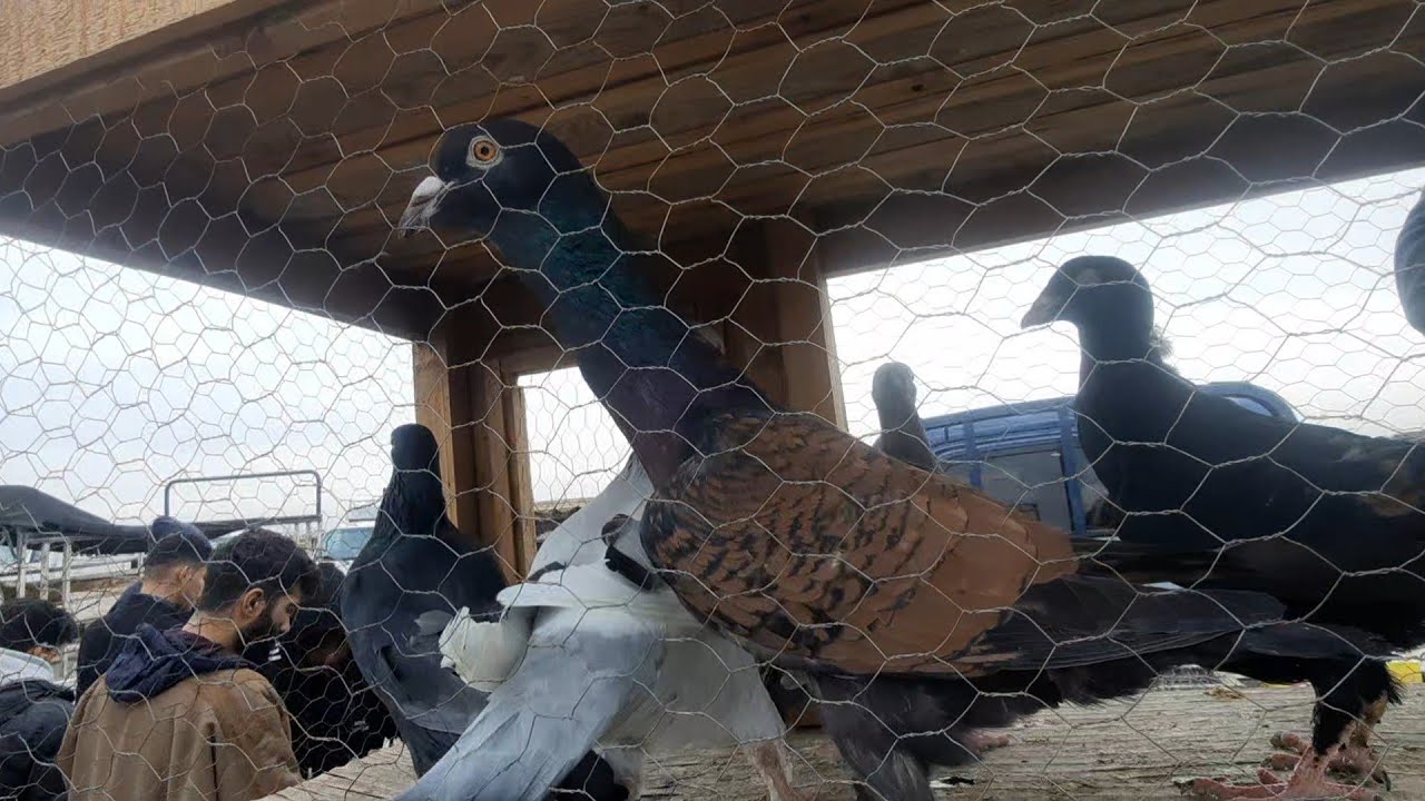 جولة بعد غايب عن سوق حمام وطيرت حمام 