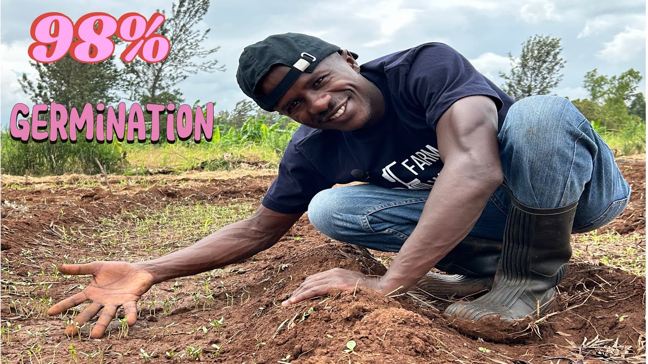 My capsicum/Sweet pepper seeds achieved 98% germination.This is the uncovering .