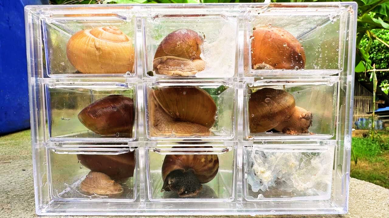 🔴WOW! GIANT SNAIL AFTER RAINING‼️HUNTING BIG SNAILS IN THE WILD &ndash; AMAZING ADVENTURE🐌