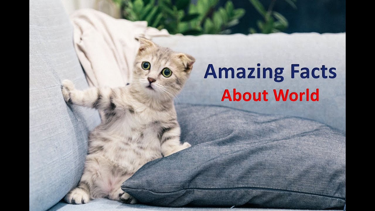 Amazing Facts | Strange realities | Interesting facts about earth | Discover Reality TV