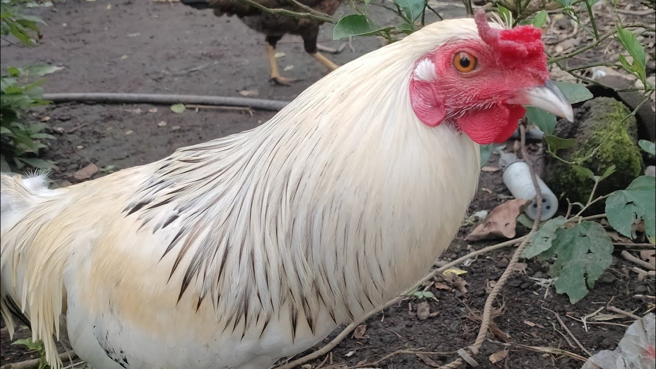 My Farm update 