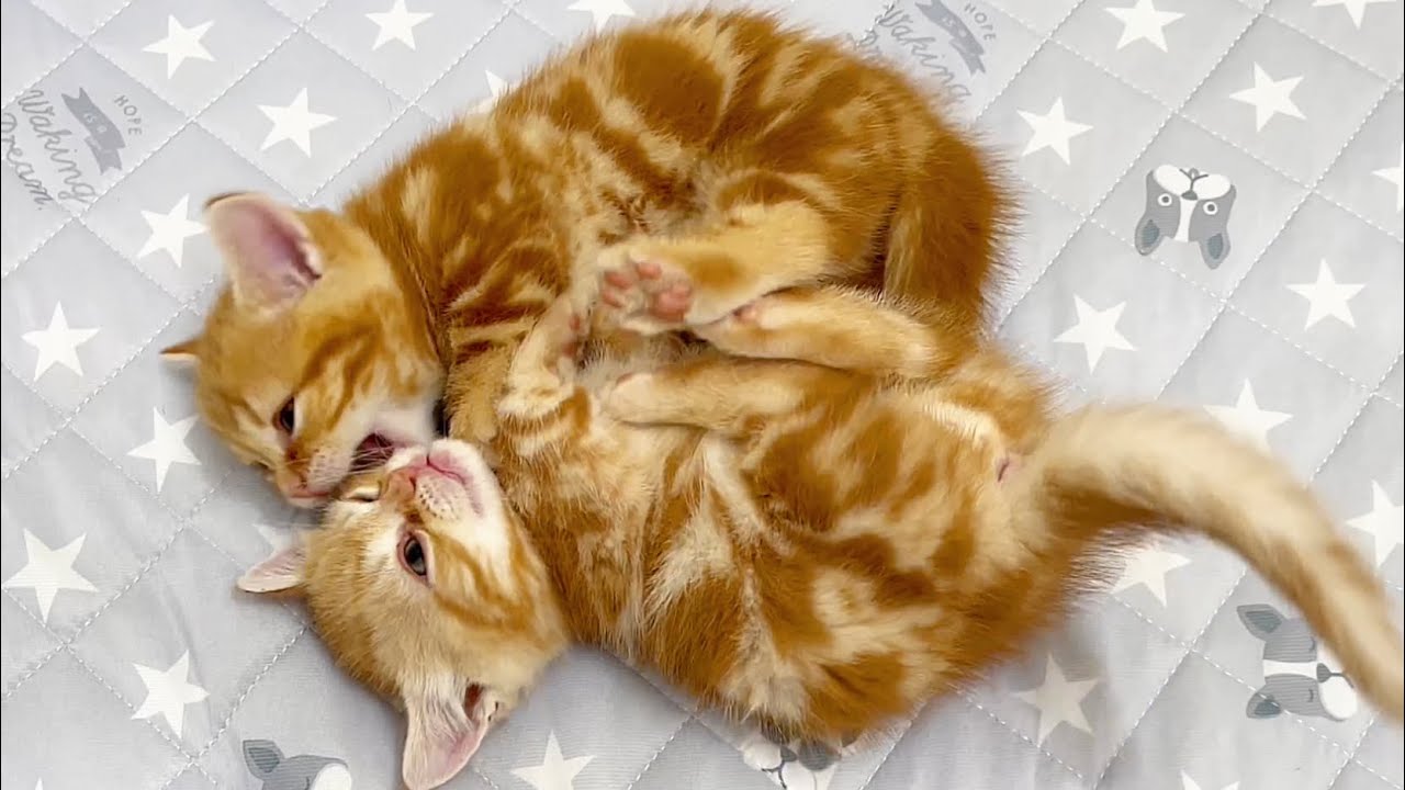ちゃーびーぼーいずのにゃんこプロレス💓