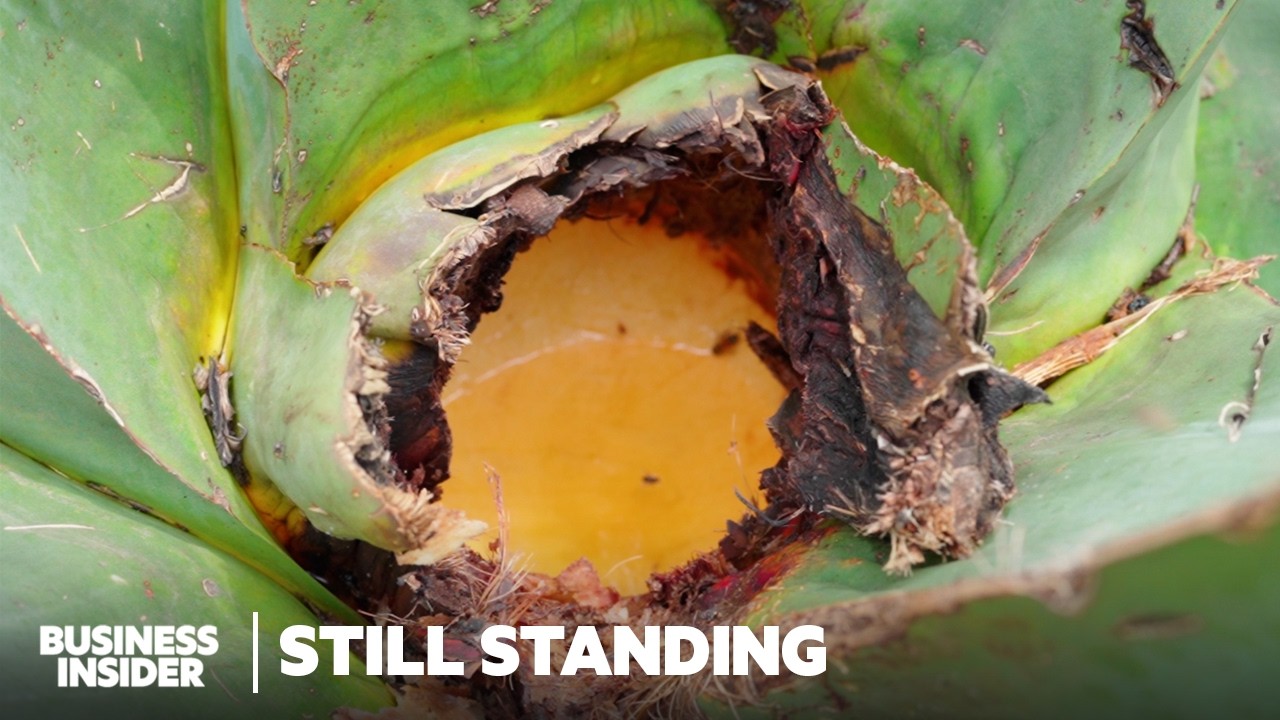 Tequila and Mezcal's Newest Rival Is Over 2,000 Years Old | Still Standing | Business Insider
