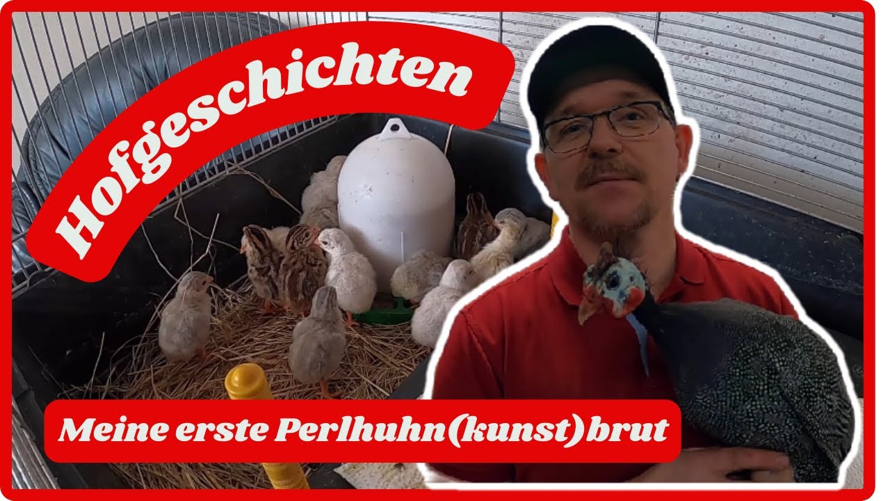 Hofgeschichten ! Meine erste Perlhuhnbrut . Kunstbrut