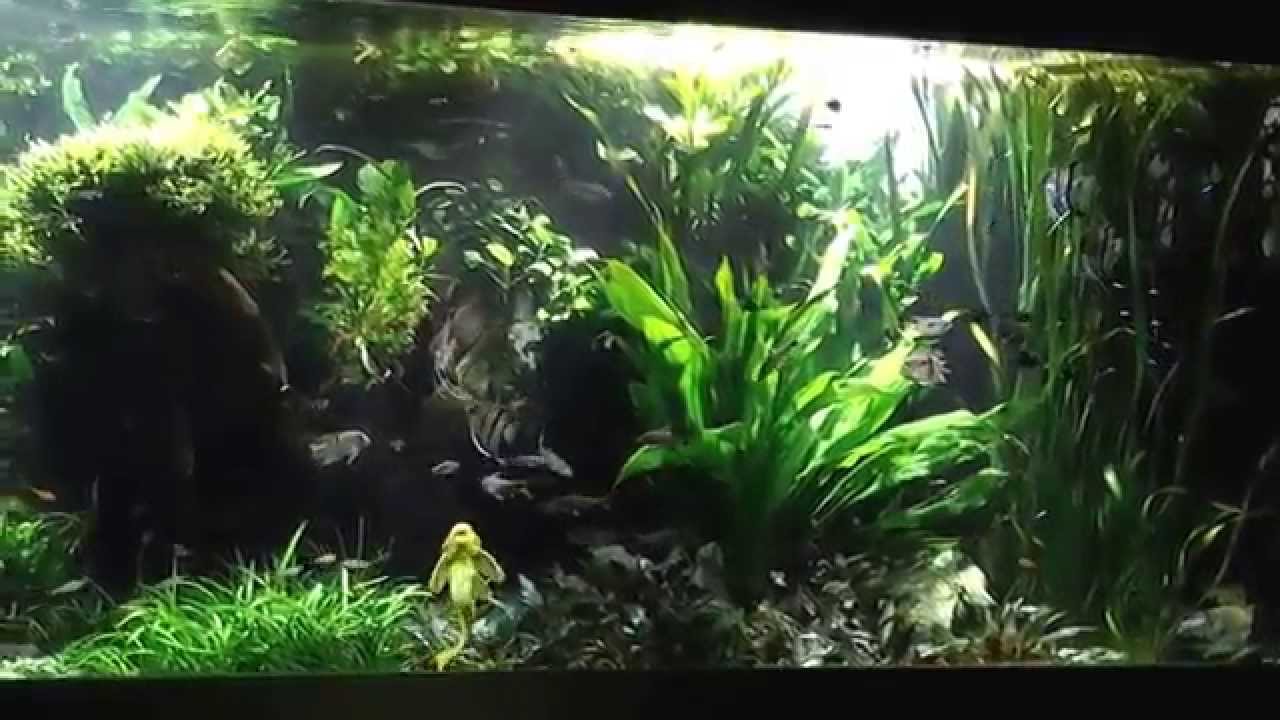 4000L Aquarium mit Salmlern und Skalaren!!