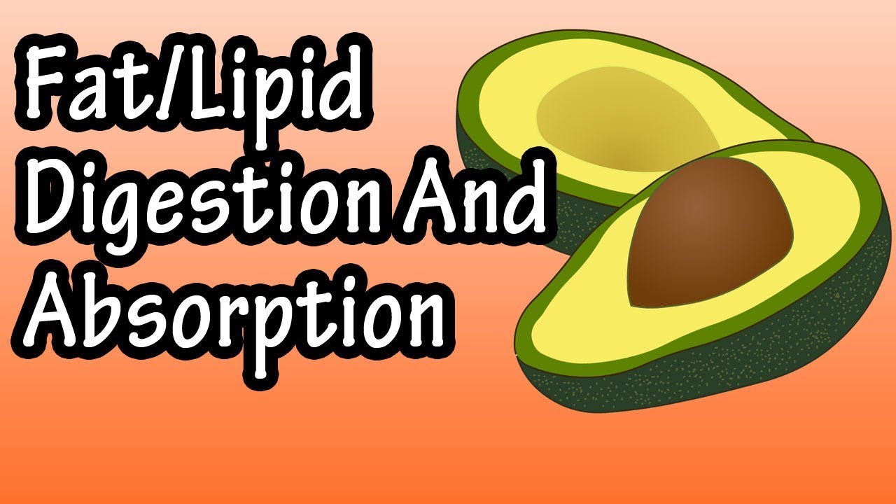 Fat Lipid Digestion And Absorption - How Are Fats Lipids Digested And Absorbed