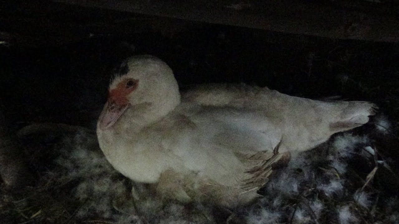 Paano Gumawa ng Pugad ng Bibe Pato Muscovy Duck Nest