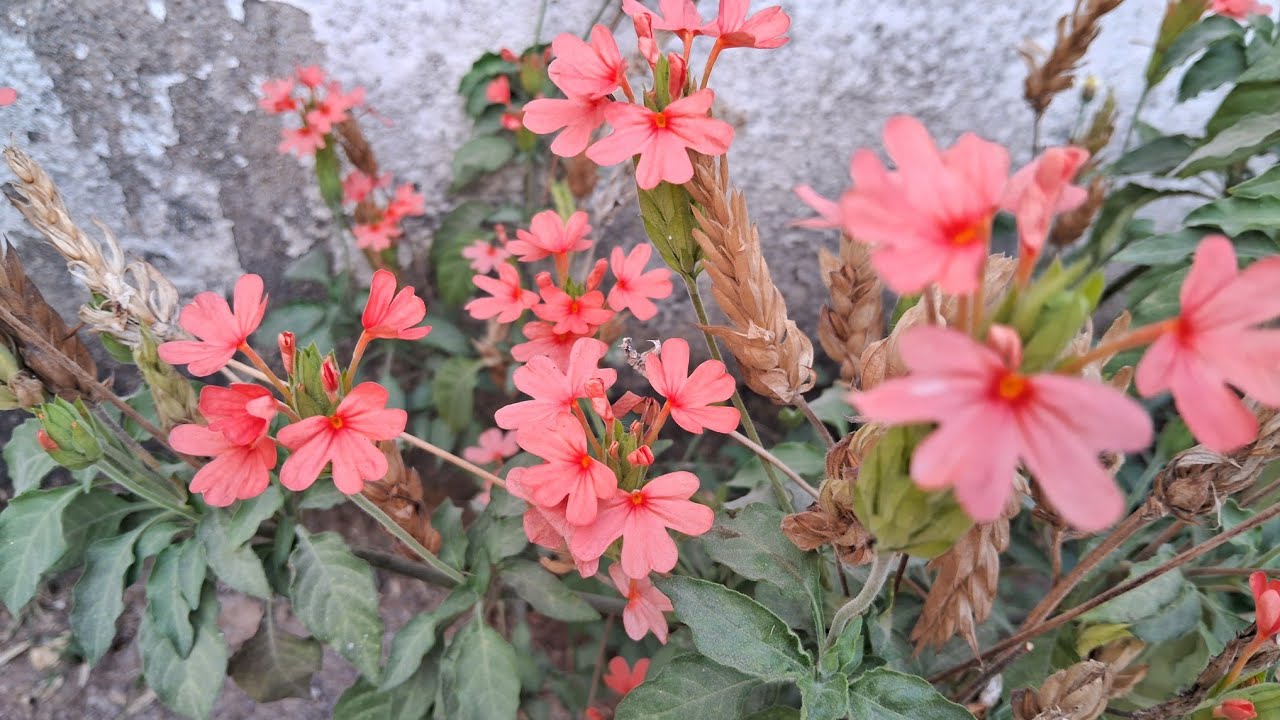 #radha#manoharam#fliwers#harv#mandharam