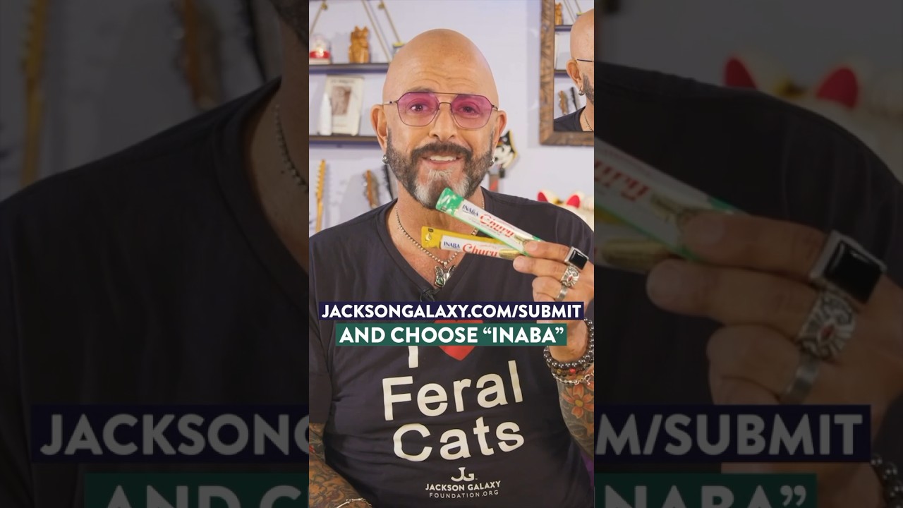Does your cat go wild for Inaba Churu? #cats #catlovers #catvideos