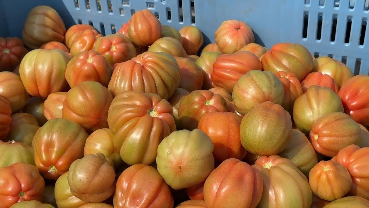 Al via alla raccolta dei pomodori Cuore di bue