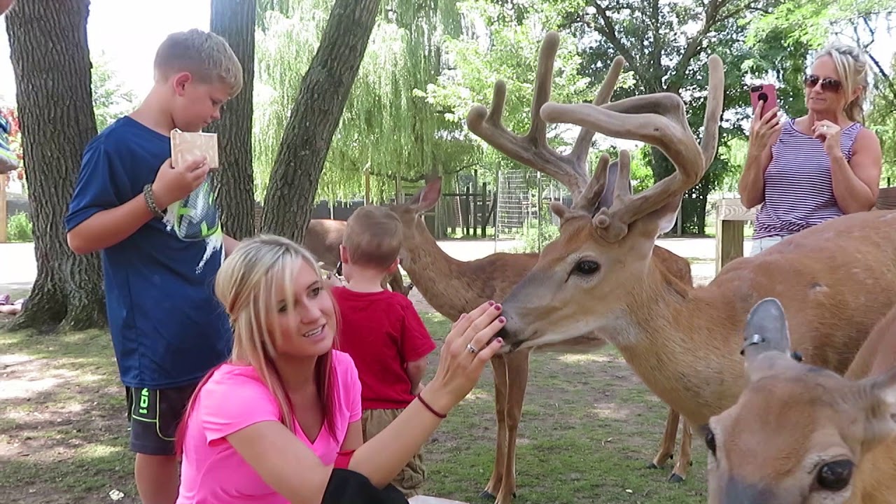 Petting And Feeding Deer With The Kids: Wisconsin Dells : Wisconsin Deer Park