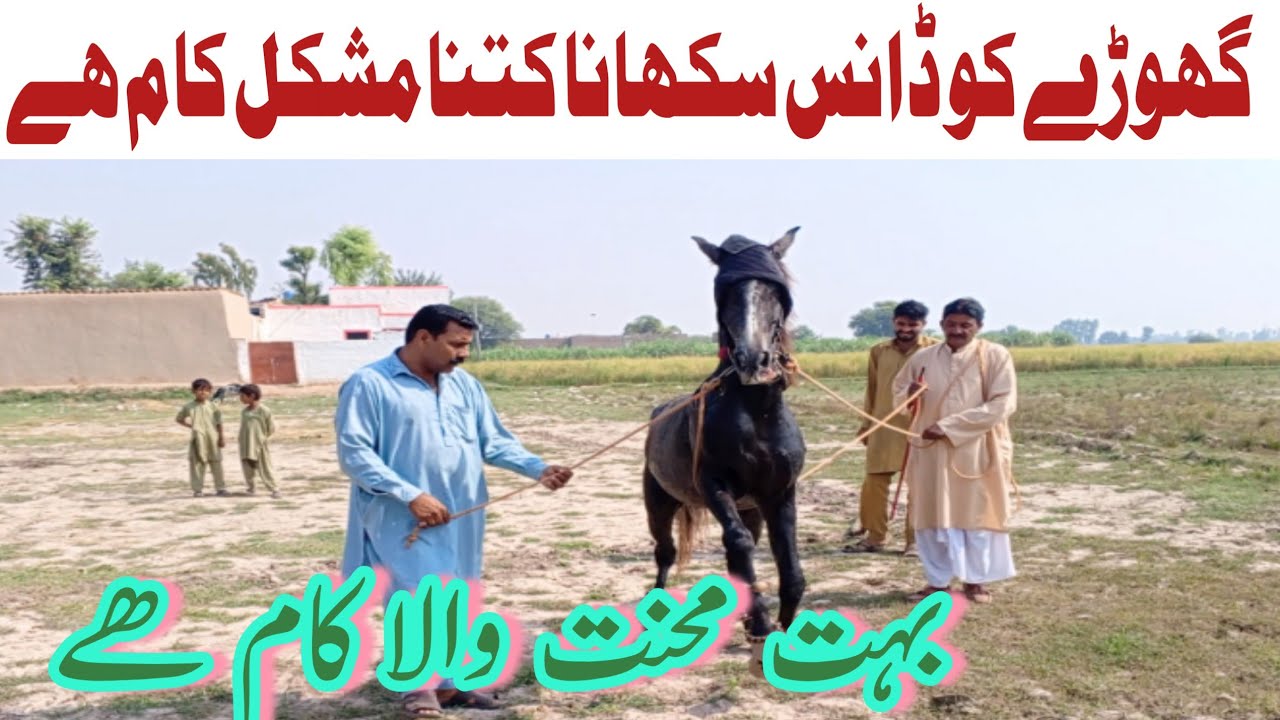 Horse Dance Training | How to Train A Horse | Horse Dance Training |Pakistan horse trainer 2025 
