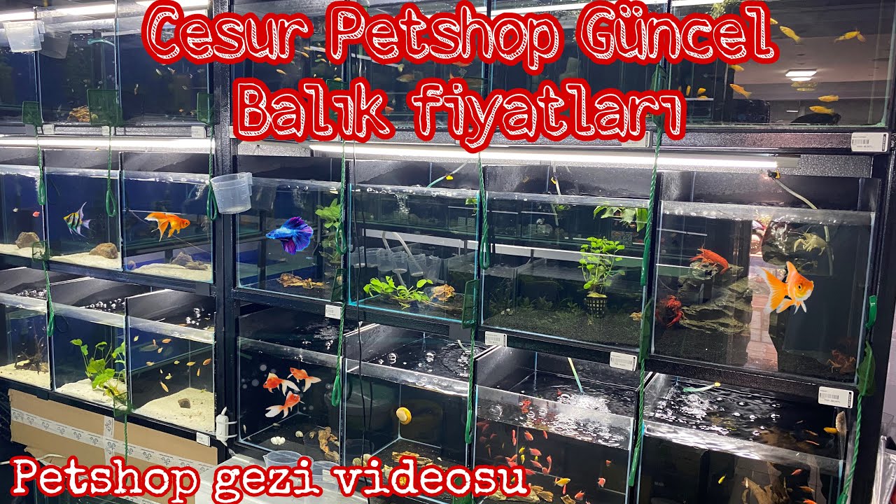 Текущие цены на аквариумных рыбок в зоомагазине Cesur Petshop. Виды аквариумных рыбок. Цены на зо...