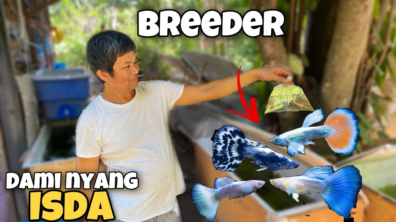 Nag Quit❌sa pag Bebetta🎏ngayon Guppy at Gold fish atbp.mga ornamental fish| Sobrang Dami |Tomasyow