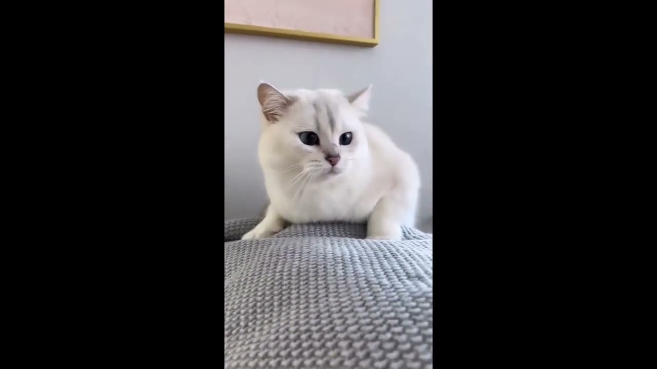 Funny Cat #cuteanimals #viral #animalshorts #cuteshorts #shorts #youtubeshorts