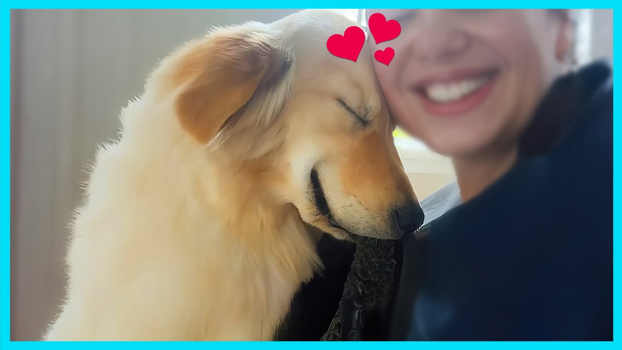 🐶💕 Dogs Who Are 1000% Obsessed With Their Humans 😂 Funniest Animals 2025
