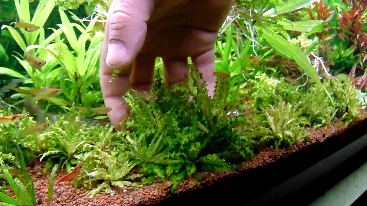 Pogostemon helferi (low tech növénykalauz)