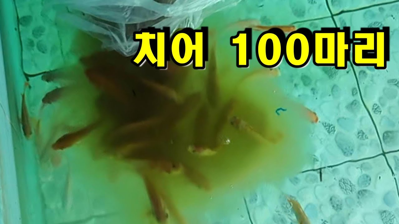 [베트남이주] 청소한 수족관에 치어 100마리 넣었습니다