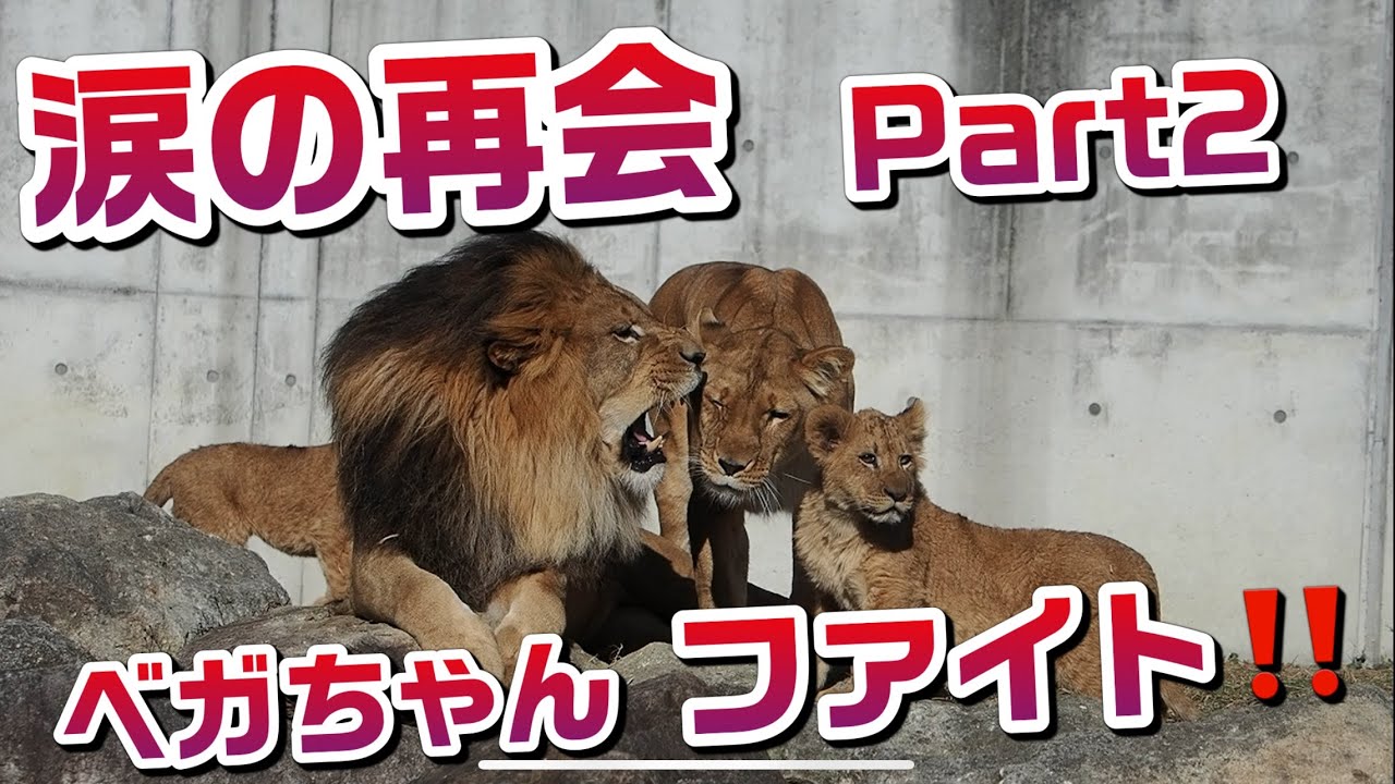 涙の再会Part2【ベガちゃんファイト‼️】 #のんほいパーク #シルク #三つ子 #ライオン #アース #旭山動物園 #桐生が岡動物園 #安佐動物園 #lion #ベガ #アル #デン#ベガ